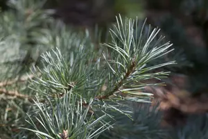 Glauca - afbeelding 1
