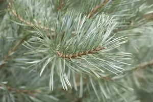 Glauca - afbeelding 4