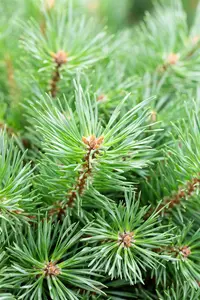 Pinus sylv. 'Martham' 25- 30 C8