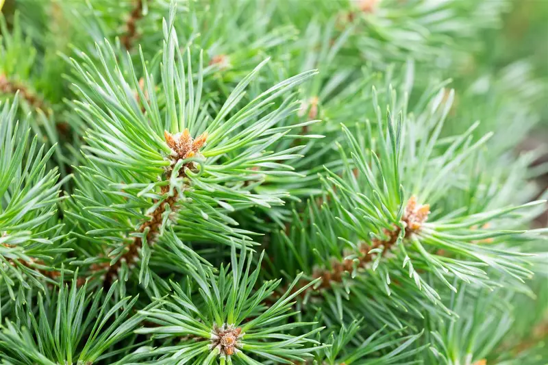Pinus sylv. 'Martham' STAM/ 20 C6 BOL 15/20 - afbeelding 2
