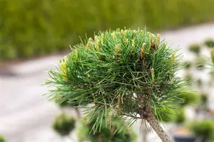 Pinus sylv. 'Norska' ( 'norske typ') BONSAI 80-100 C65 - afbeelding 3