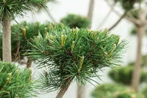 Pinus sylv. 'Norska' ( 'norske typ') BONSAI 80-100 C65 - afbeelding 4