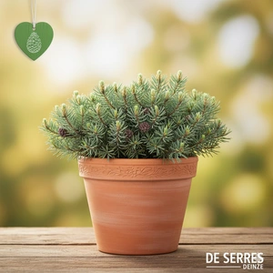 Pinus sylvestris 'Repens'