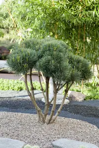 Pinus sylv. 'Watereri' 200-250   C375 MRST - afbeelding 2
