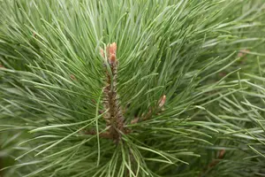 Pinus sylv. 'Watereri' 30- 35   C12 - afbeelding 3
