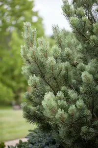 Pinus sylv. 'Watereri' 80-100   KLUIT - afbeelding 5