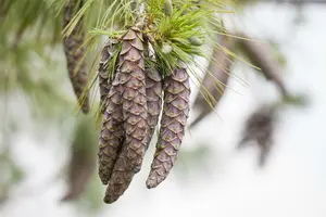 pinus sylvestris 20/25 - afbeelding 2