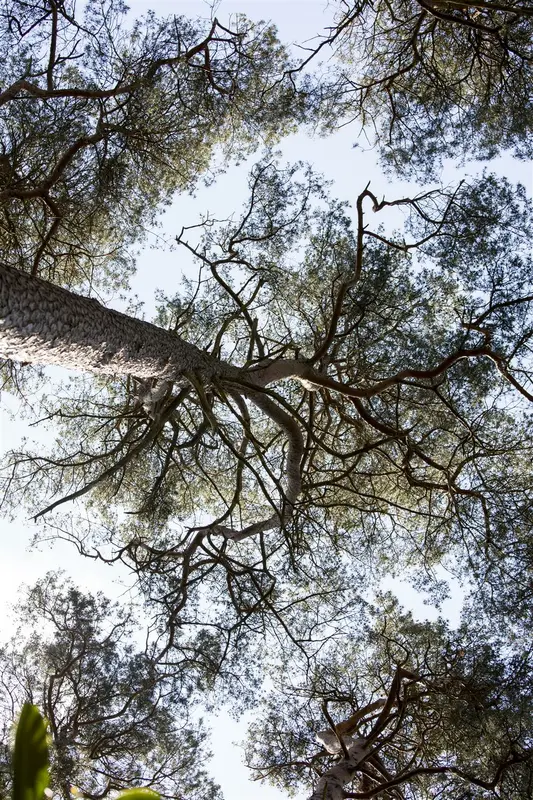 pinus sylvestris (30- 50cm) - afbeelding 2