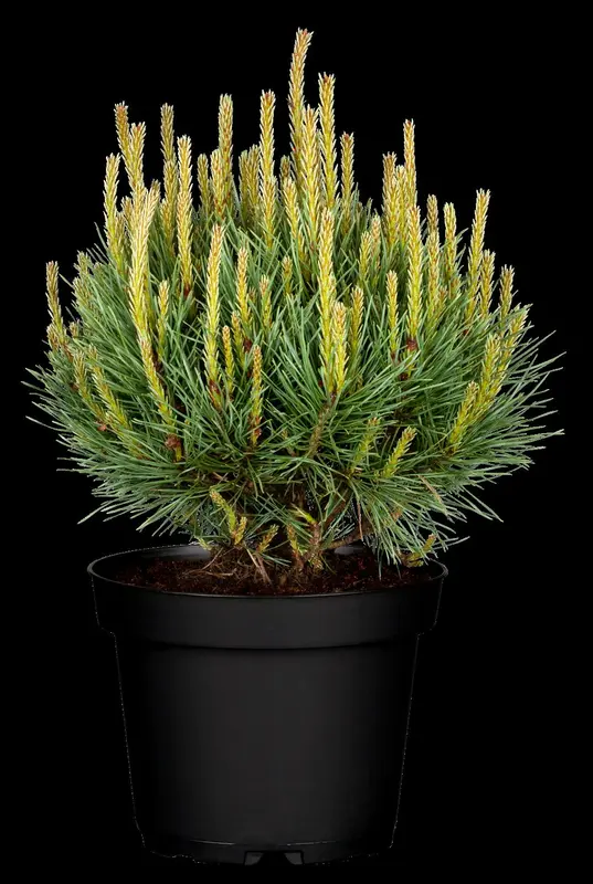 pinus sylvestris (30- 50cm) - afbeelding 5