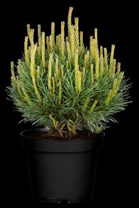 pinus sylvestris (30- 50cm) - afbeelding 5