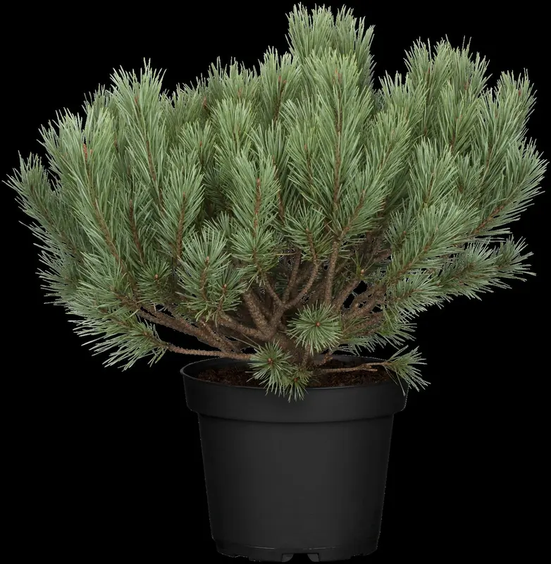 pinus sylvestris (30- 50cm) - afbeelding 4