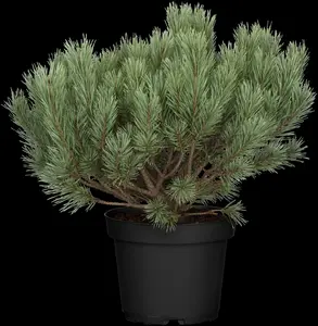 pinus sylvestris (30- 50cm) - afbeelding 4