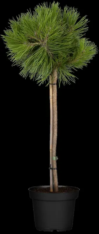 pinus sylvestris (30- 50cm) - afbeelding 3