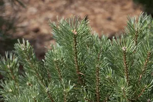 Pinus sylvestris 35/40 HO C450