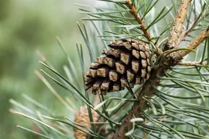 Pinus sylvestris 350-400   C150 MRST - afbeelding 4