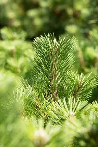 Pinus thunbergii 'Sayonara' 30- 40   C12