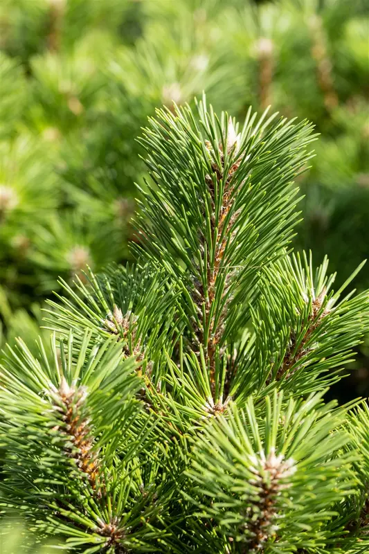 Pinus thunbergii 'Sayonara' 30- 40   C12 - afbeelding 4