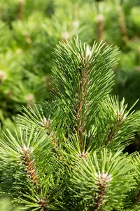 Pinus thunbergii 'Sayonara' 30- 40   C12 - afbeelding 4