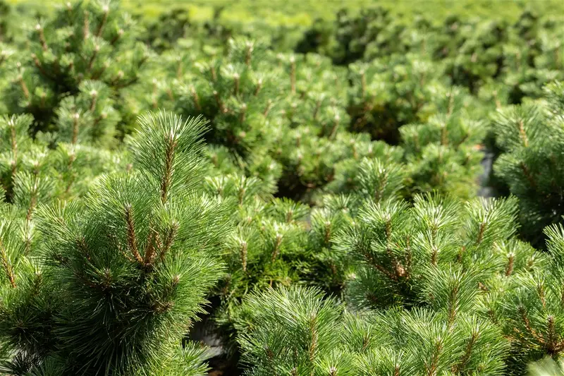 Pinus thunbergii 'Sayonara' 30- 40   C12 - afbeelding 2