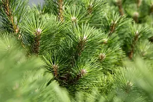Pinus thunbergii 'Sayonara' 30- 40   C12 - afbeelding 3