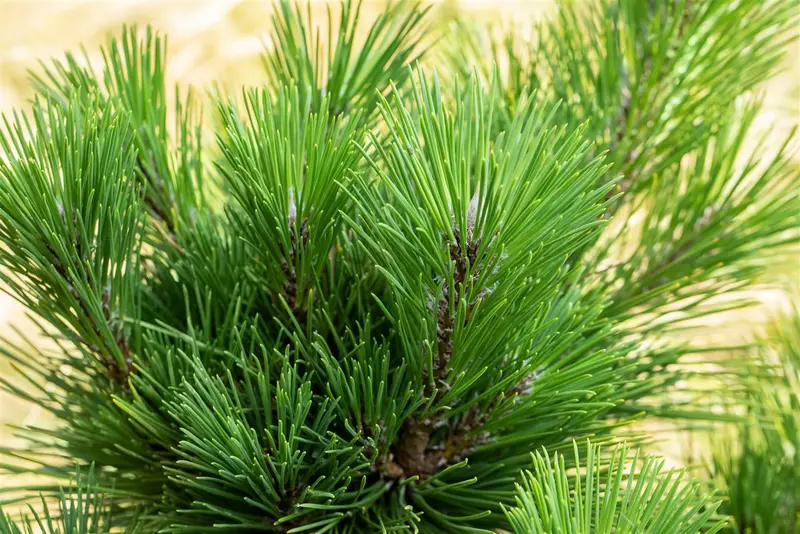 Pinus thunbergii 'Thunderhead' 40- 50   C11 - afbeelding 3
