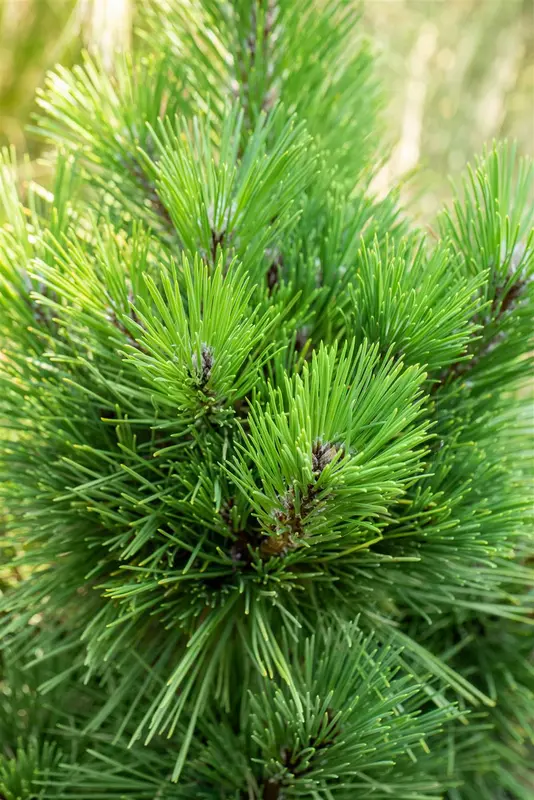 Pinus thunbergii 'Thunderhead' 60- 80   C12 - afbeelding 2