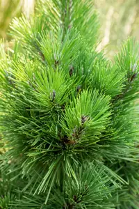 Pinus thunbergii 'Thunderhead' 60- 80   C12 - afbeelding 2