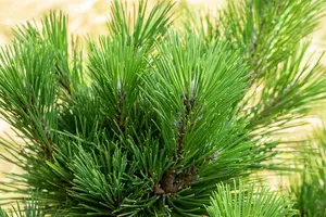 Pinus thunbergii 'Thunderhead' 60- 80   C12 - afbeelding 3