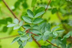 Pistacia lentiscus 100-125   C18