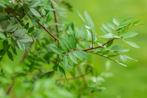 Pistacia lentiscus 100-125 C18 - afbeelding 2