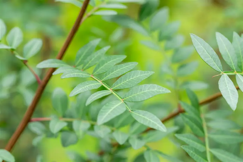 Pistacia lentiscus 100-125 C18 - afbeelding 4