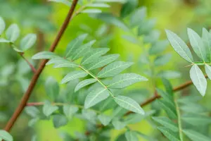 Pistacia lentiscus 175-200   C70 MRST - afbeelding 4