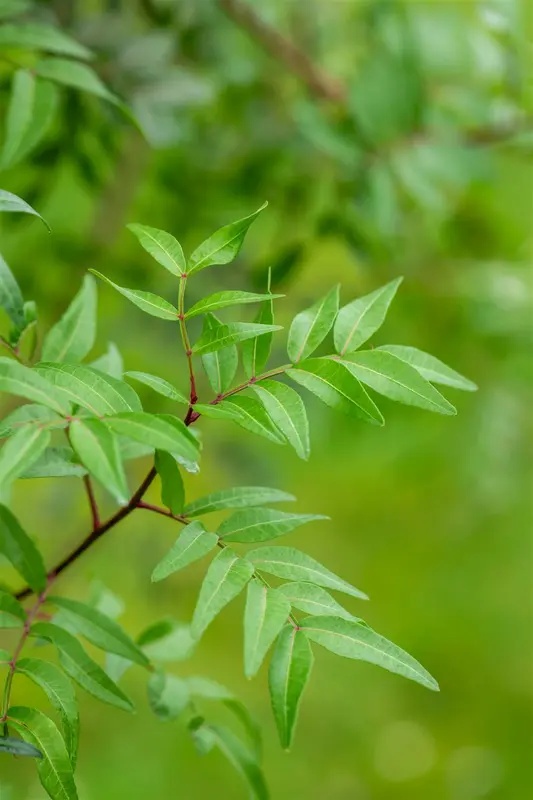 Pistacia lentiscus 60- 80   C10 - afbeelding 3