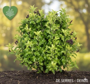 Pittosporum tenuifolium C (30- 40)