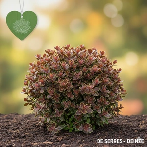 Pittosporum tenuifolium 'Tom Thumb' C (25- 30)