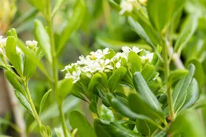 Pittosporum tob. 'Neige du Mont Ventoux' 60- 80   C20 - afbeelding 3