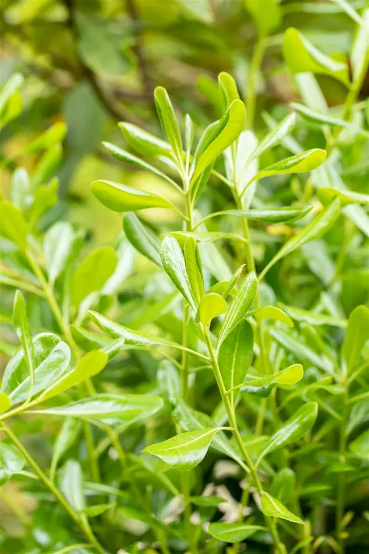pittosporum tobira (100-125 cm) - afbeelding 2