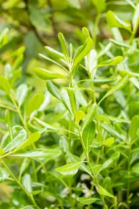 pittosporum tobira (100-125 cm) - afbeelding 2