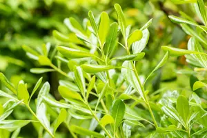 pittosporum tobira (100-125 cm) - afbeelding 3