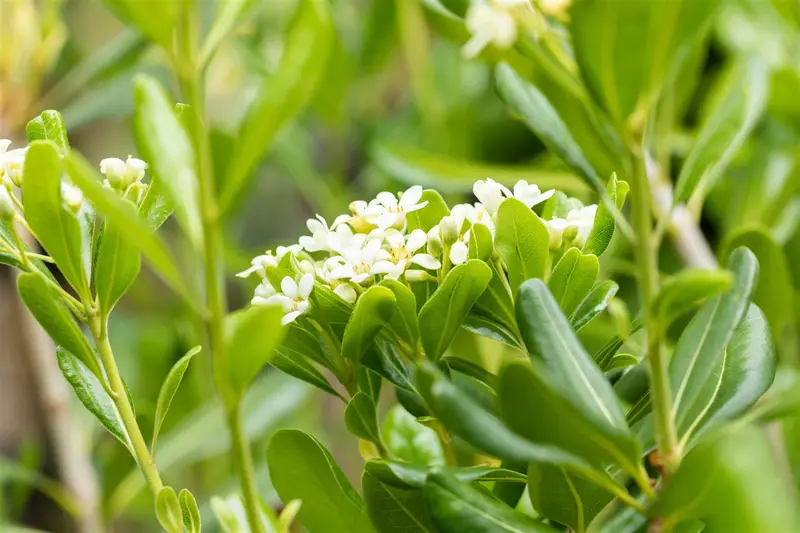 pittosporum tobira (100-125 cm) - afbeelding 3