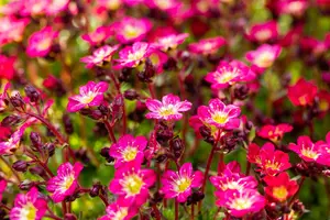 Pixie Rose - afbeelding 6