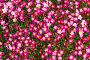 Pixie Rose - afbeelding 2