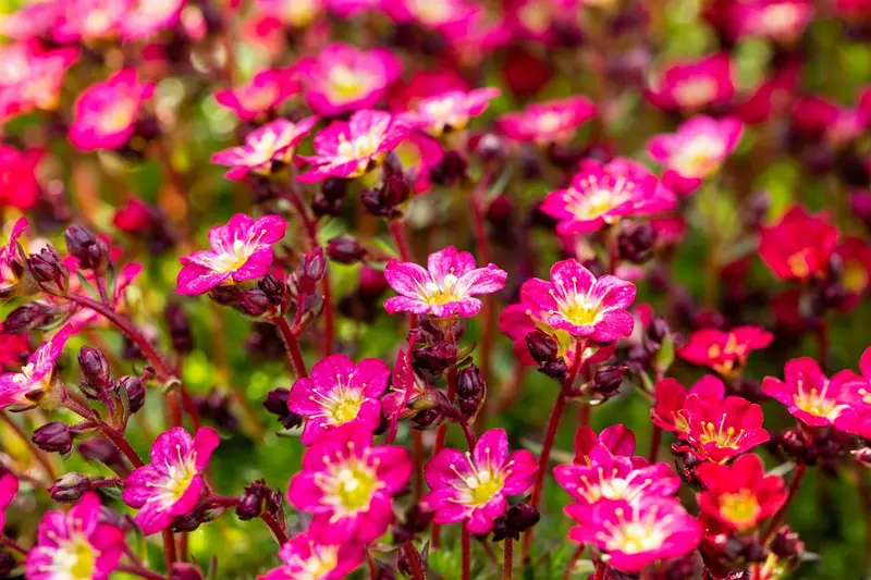 Saxifraga (a) 'Rose Pixie' P9 - afbeelding 1