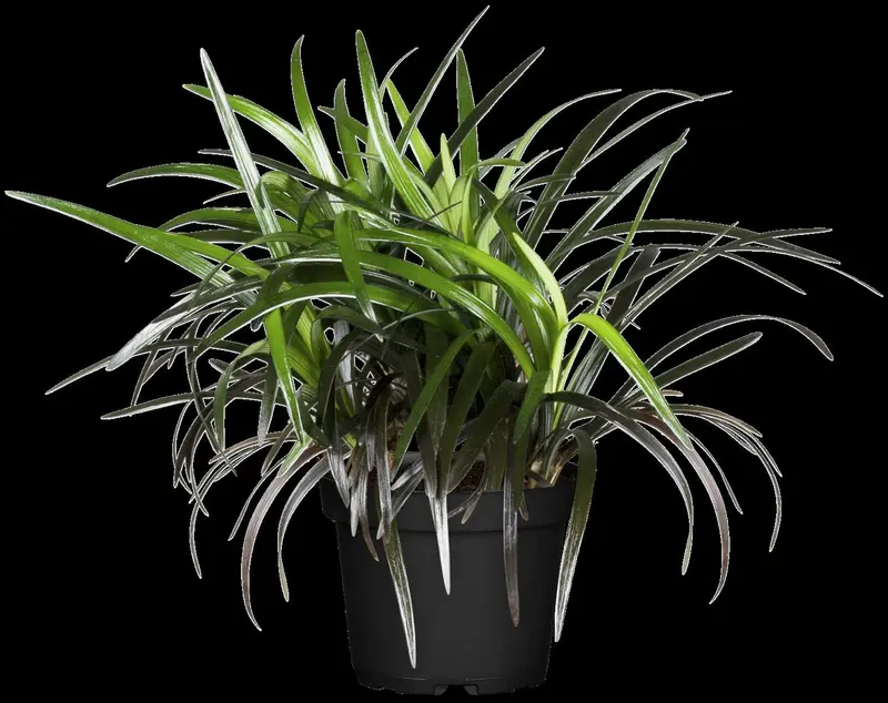 planiscapus - afbeelding 1