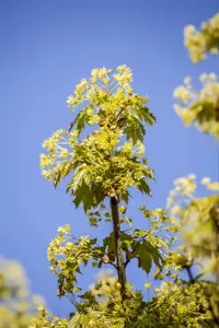 acer platanoides (60- 90cm) - afbeelding 5