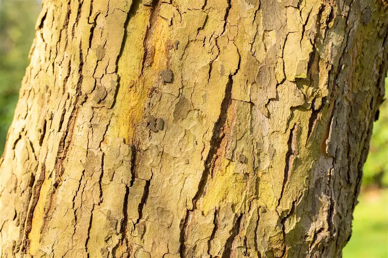 Platanus hisp. 'Alphen's Globe' 10/12 HO BW DAKVORM - afbeelding 1