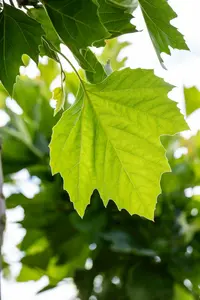 platanus hisp. 'alphen's globe' 8/10 C20 - afbeelding 2