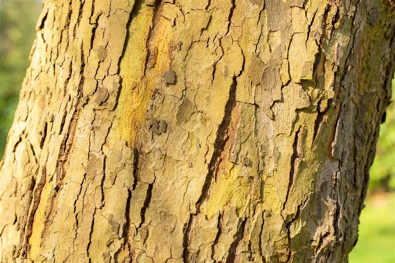 platanus hisp. 'alphen's globe' 8/10 C20 - afbeelding 1