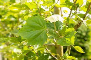 platanus hisp. 'alphen's globe' 8/10 C20 - afbeelding 4