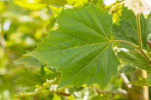 platanus hisp. 'alphen's globe' 8/10 C20 - afbeelding 5